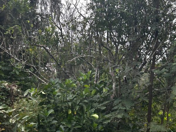 Sequías por cambio climático, detrás de la crisis del campo veracruzano