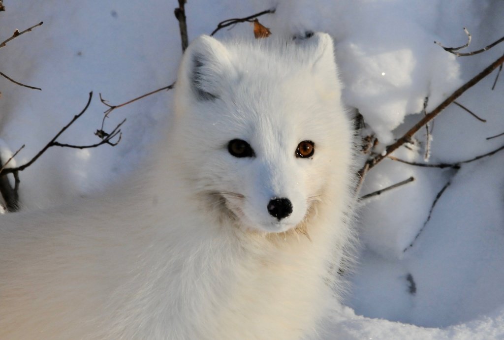 Alarma por la pérdida de diversidad genética: ¿estamos a tiempo de revertirla