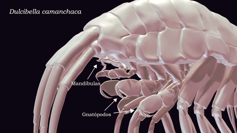 Científicos chilenos descubren un crustáceo depredador en lo profundo del abismo oceánico