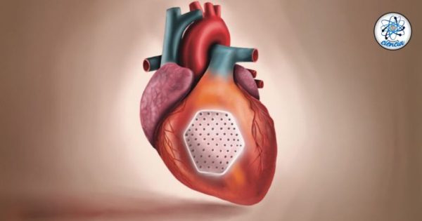 Desarrollan un parche de células madre capaz de reparar corazones dañados