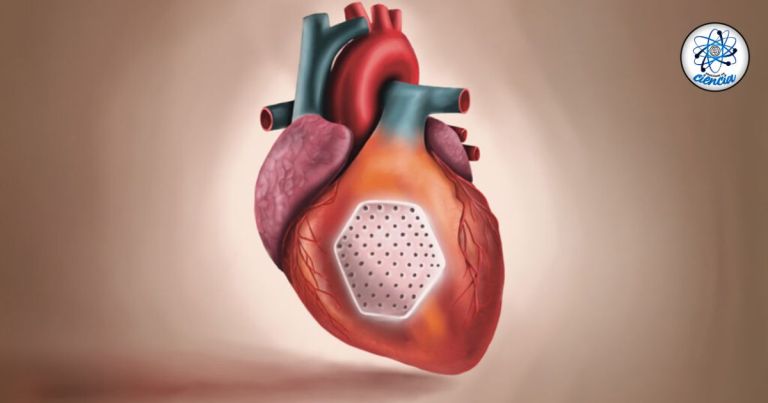 Desarrollan un parche de células madre capaz de reparar corazones dañados