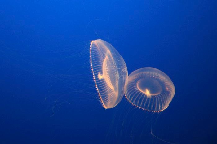 Descubrimiento revolucionario: la energía del futuro habita y brilla en las profundidades del mar