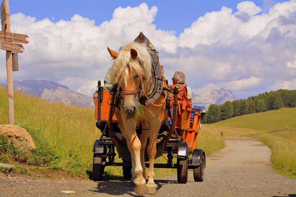 Detrás del circo: la cruda realidad de los animales en el turismo español