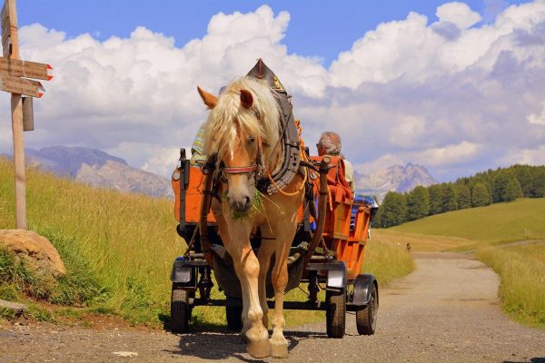 Detrás del circo: la cruda realidad de los animales en el turismo español