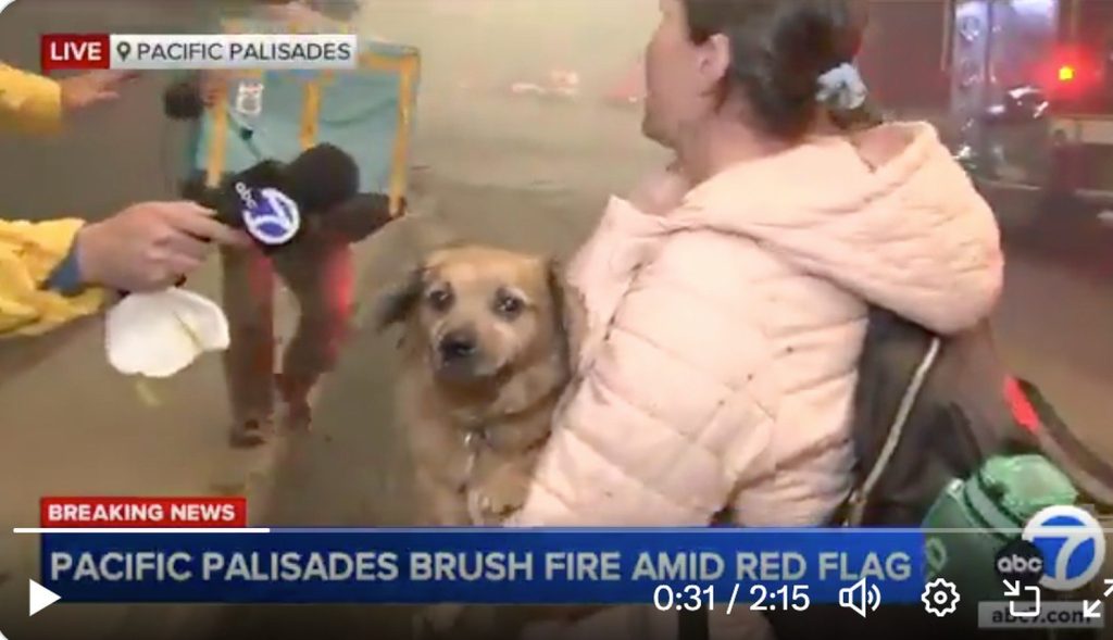 El incendio en California: los refugios para animales evacuados no dan a basto