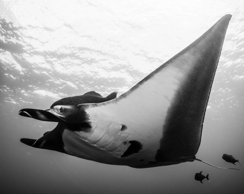 Entre el cielo y el mar: Así son las misteriosas rayas munk, los peces que ‘vuelan’