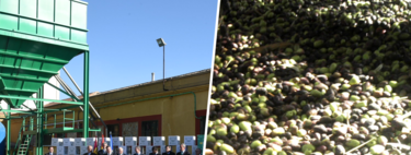 Hacerse una infusión con hojas de olivo suena muy bien y saludable. La ciencia tiene bastante más dudas al respecto