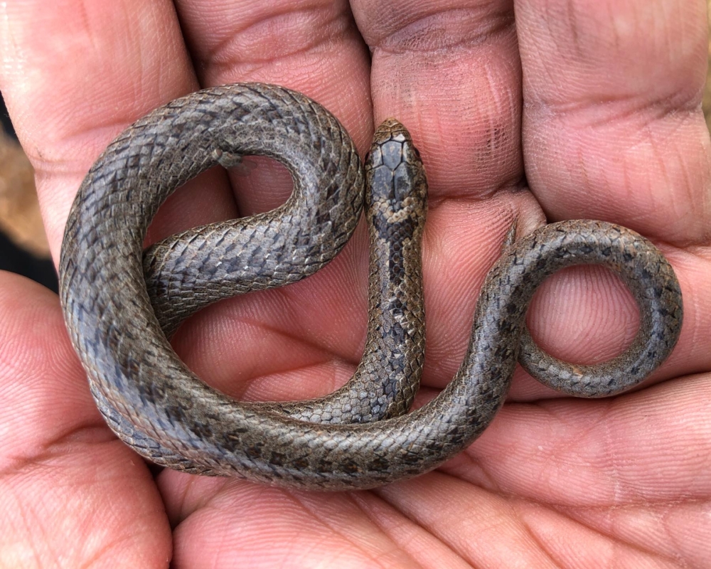 Herping ZOOngolica, una experiencia imperdible en las Altas Montañas de Veracruz