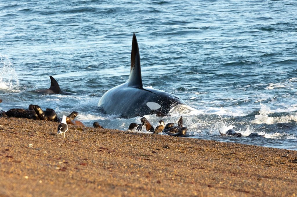 Las orcas de la Península Valdés son las cazadoras magistrales de la costa argentina