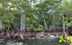 México buscará restaurar 150 millones de hectáreas para asegurar su suministro de agua: Semarnat