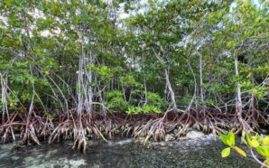 México buscará restaurar 150 millones de hectáreas para asegurar su suministro de agua: Semarnat