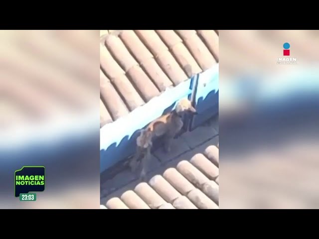 Rescatan a tres perritos que 'casi estaban en los huesos'