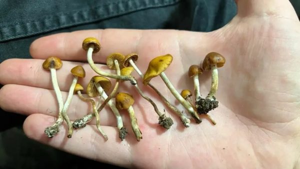 ¿Setas mágicas? Descubren altos niveles de “hormona de la felicidad” en hongos silvestres