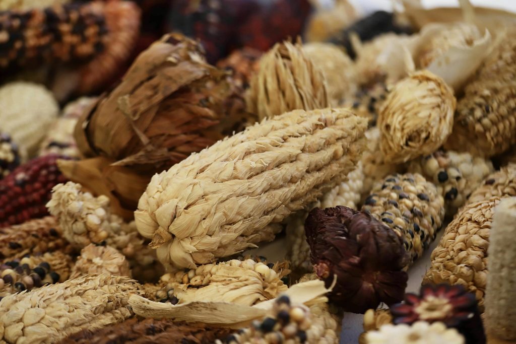 Comisión de Puntos Constitucionales aprobó dictamen sobre maíces nativos