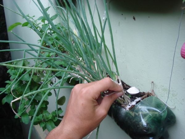 Como aportar calcio a las plantas con cascaras de huevo