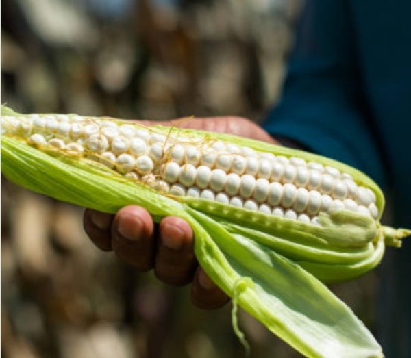 Continúa la evaluación de la reforma a la prohibición del maíz transgénico en México