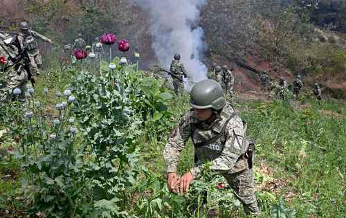 Destruyen campo de amapola en Guerrero
