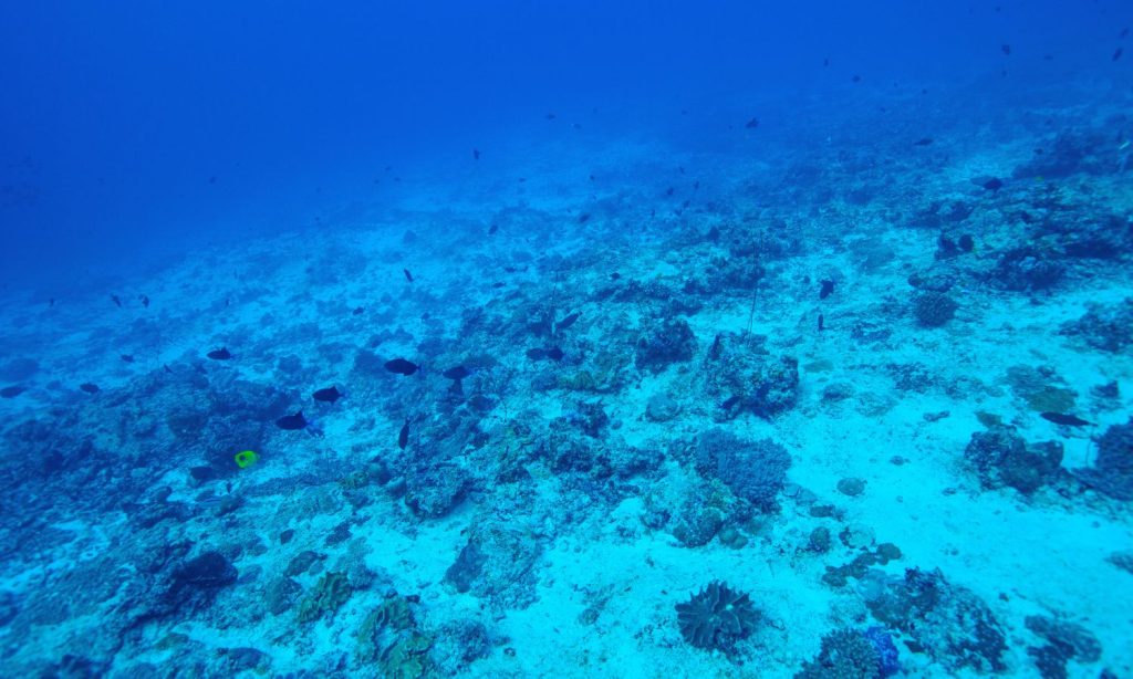 El viaje hacia la recuperación de los fondos marinos