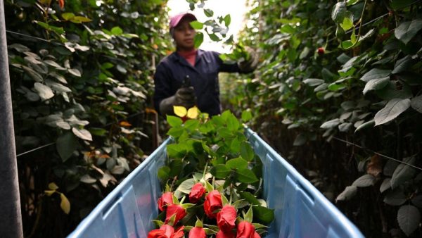 Las flores colombianas cautivan en Estados Unidos, pero los cultivadores temen por los aranceles.