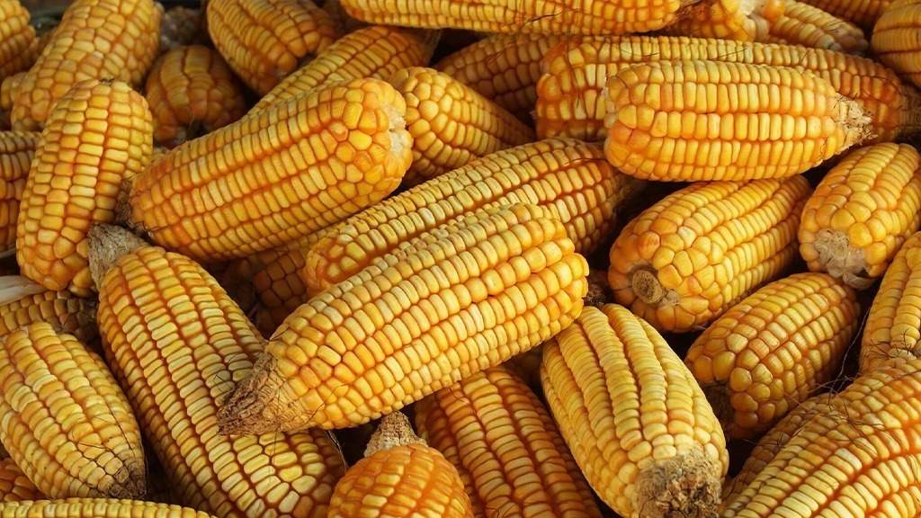 México elimina decreto que prohibía la importación de maíz transgénico