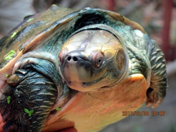 Reaparece tortuga de cara sonriente que se creía extinta desde hace casi 20 años