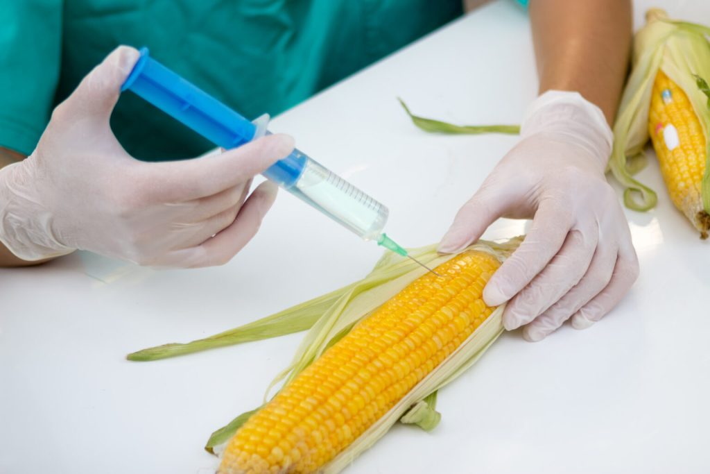 Reforma legal de maíz transgénico beneficia a trasnacionales