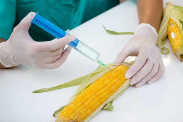 Reforma legal de maíz transgénico beneficia a trasnacionales