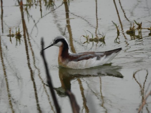 UNESCO declara al Lago de Texcoco sitio ecohidrológico