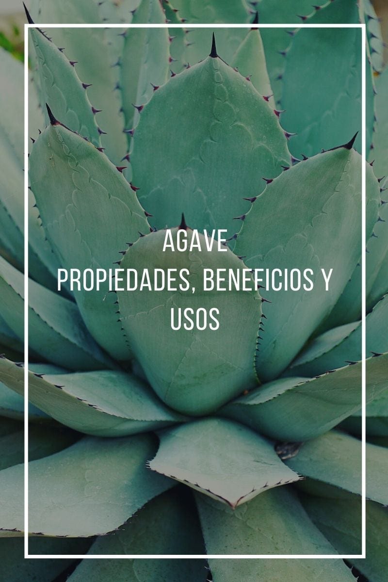Agave: Propiedades, beneficios y usos de esta Planta Milenaria