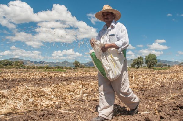 Dispersará SADER 800 millones de pesos entre productores agrícolas de Sonora
