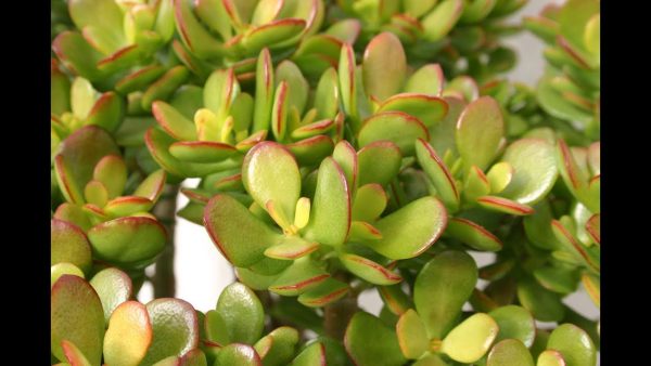 Guía completa para cuidar suculentas dentro de casa