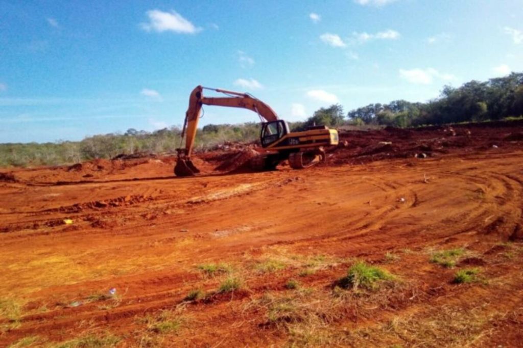 La deforestación avanza en Mérida y solo 26 árboles reciben protección