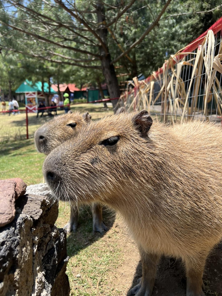 Rancho Mágico, un divertido plan familiar sin salir de la CDMX