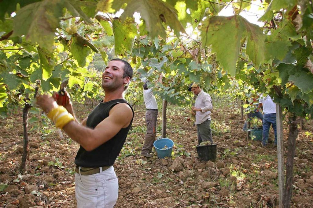 Sicilia recupera su agricultura ancestral y vence a las multinacionales