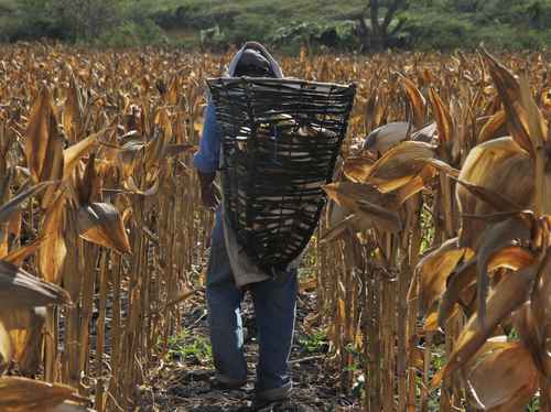 Abren convocatoria para elevar producción de maíz y de frijol