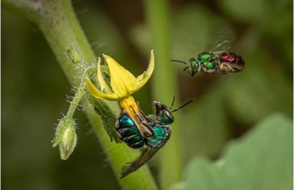 Busca fotógrafa financiar libro sobre abejas del desierto de Sonora