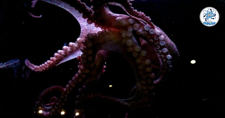 Captan por primera vez a un calamar colosal vivo; no se había visto uno desde su descubrimiento hace 100 años