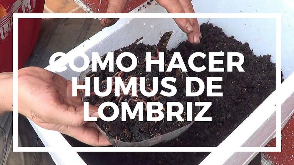 Cómo hacer humus de lombriz paso a paso