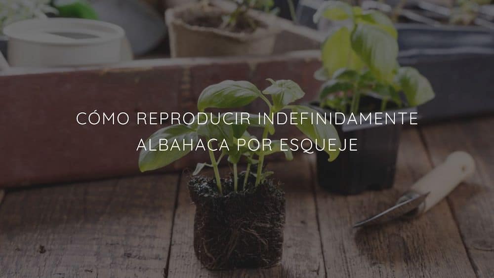 Cómo reproducir indefinidamente albahaca por esqueje