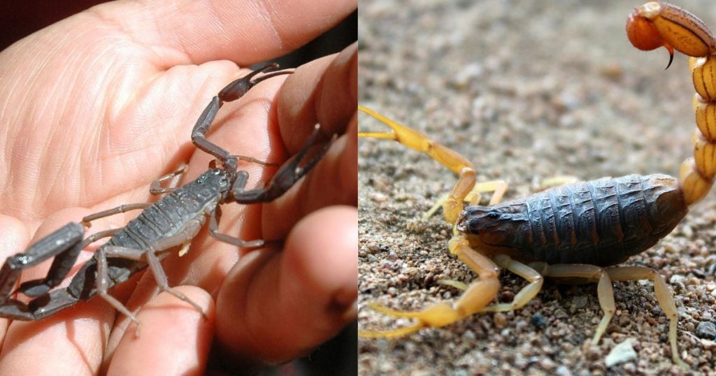 ¿Cuál es la diferencia entre un escorpión y un alacrán?