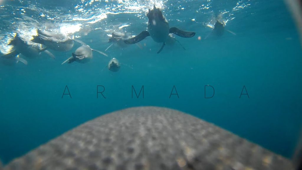 Día Mundial de los Pingüinos: la batalla por conservar a estas extraordinarias aves