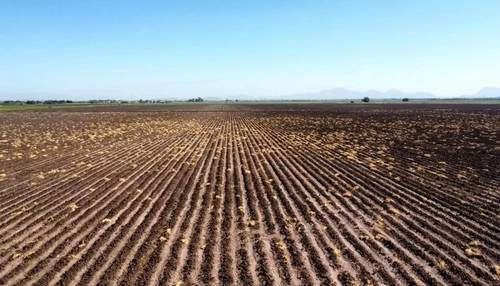 El negocio en BC está en rentar las hectáreas