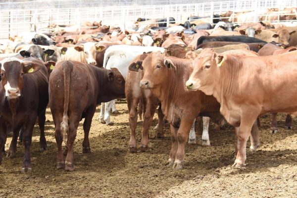 Exportación de ganado sonorense avanza tras reapertura fronteriza: Unión Ganadera