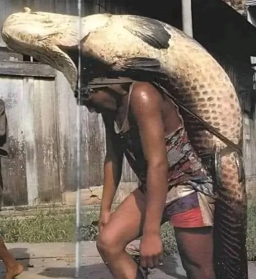 Gigante de Amazon: los secretos del pez paiche