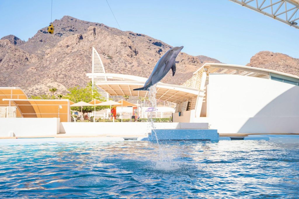 Gobierno del Estado relanza Delfinario Sonora con nueva imagen y presentaciones educativas esta Semana Santa