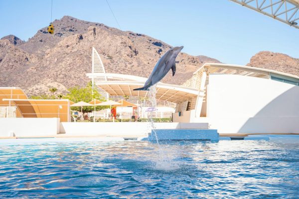 Gobierno del Estado relanza Delfinario Sonora con nueva imagen y presentaciones educativas esta Semana Santa