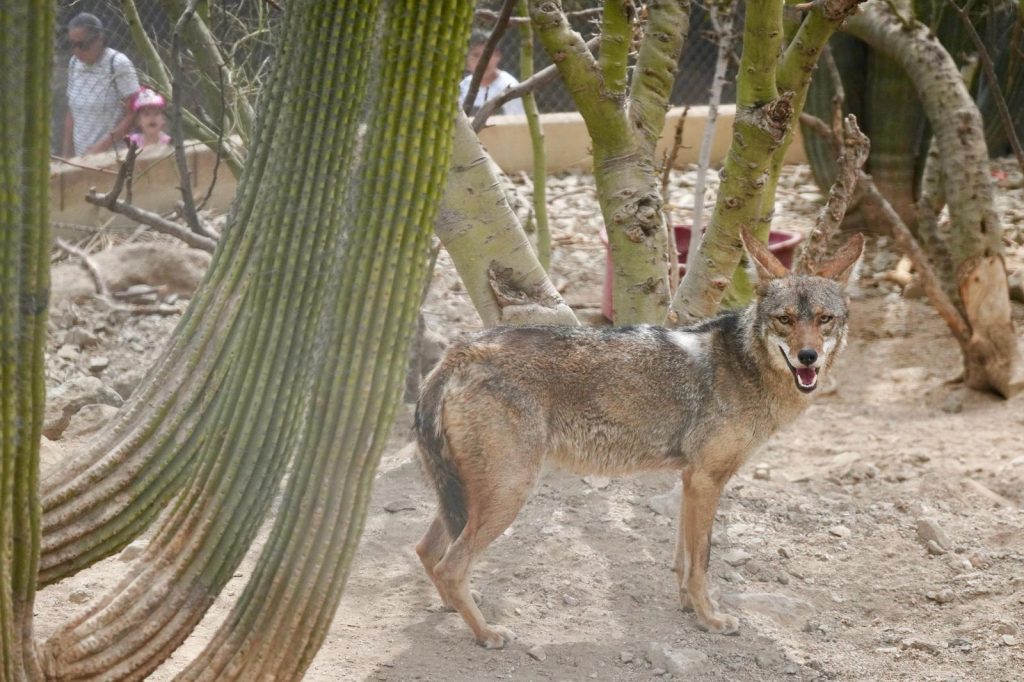 Gobierno fortalece espacios del Centro Ecológico para disfrute de familias esta Semana Santa en Sonora: Paulina Ocaña