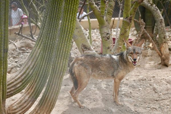 Gobierno fortalece espacios del Centro Ecológico para disfrute de familias esta Semana Santa en Sonora: Paulina Ocaña