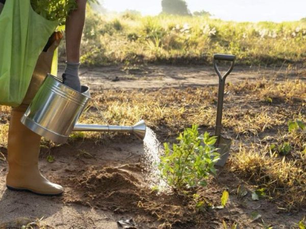 Invitan a jornada de limpieza y reforestación en Bosque Urbano La Sauceda