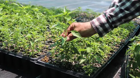 Invitan a plantar especies nativas durante la primavera: Huertos y Más